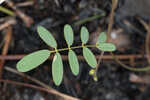 Florida hoarypea